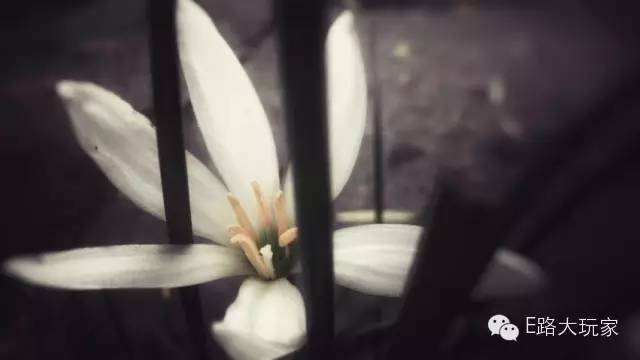 手機(jī)攝影俱樂部“金秋旅行手機(jī)攝影賽”獲獎名單出爐