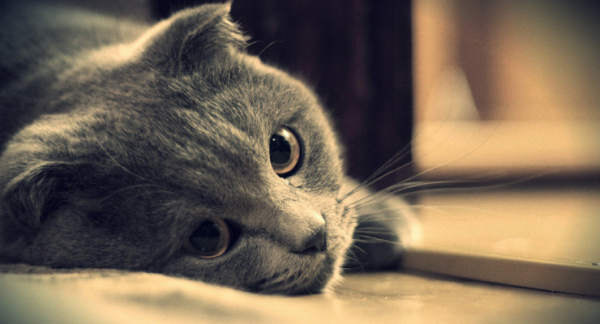 看蘋(píng)果如何借人工智能把 iPhone 變單反