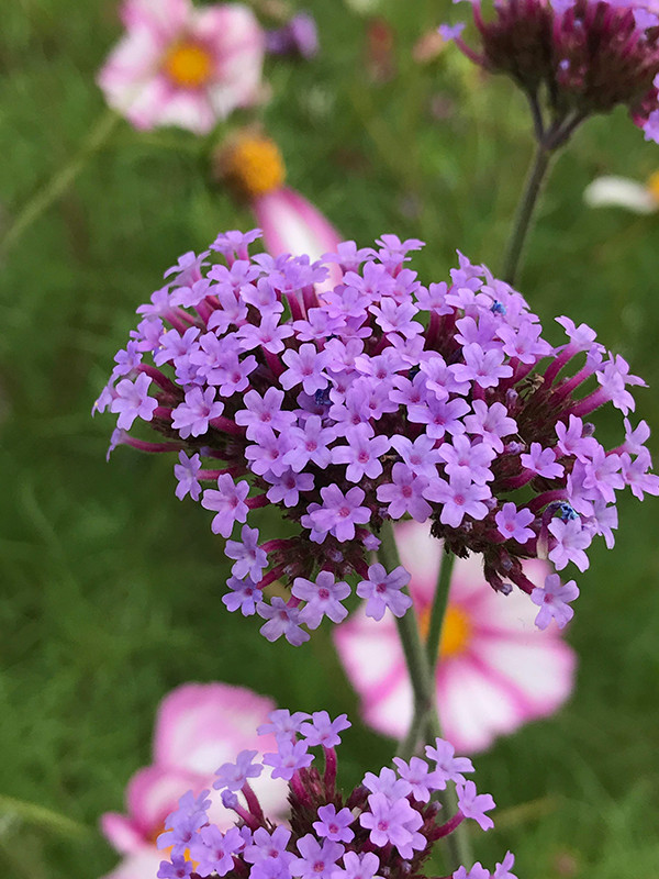 iPhone 7 Plus外景拍攝