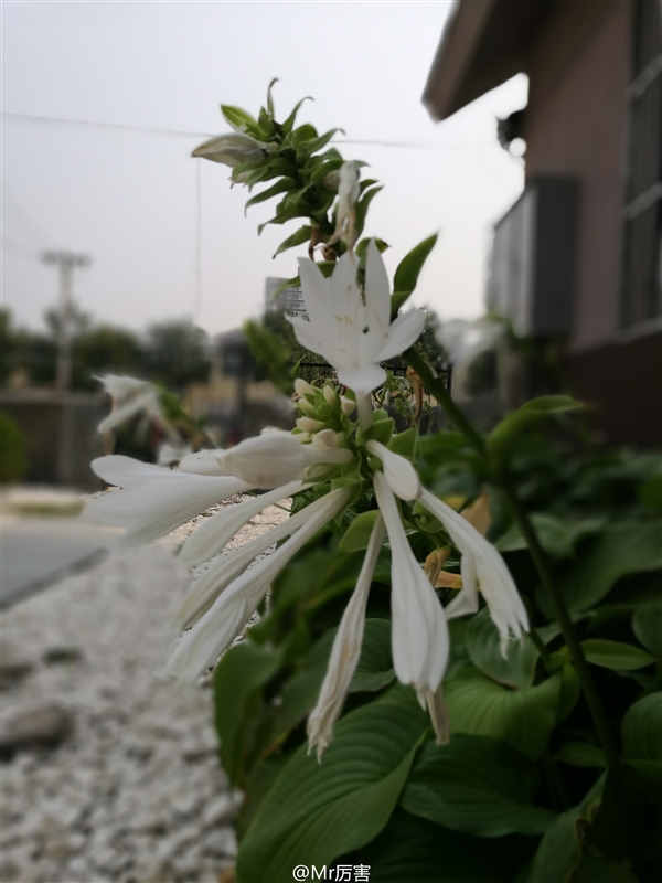 雙攝死磕！華為P9和iPhone7Plus拍照誰(shuí)更好？