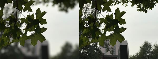 iPhone 7 Plus拍照虛化到底怎樣？實拍大吃一驚