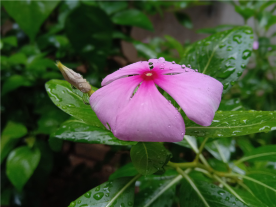 vivo Y81s拍照體驗(yàn):千元機(jī)中的拍照利器