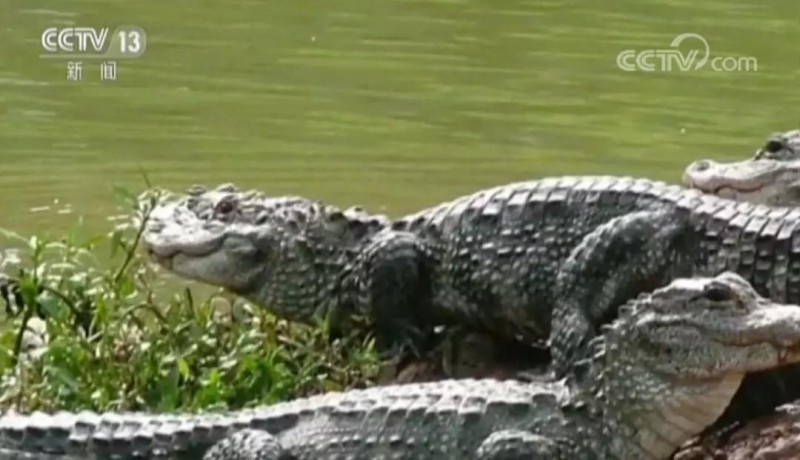 揚(yáng)子鱷保護(hù)區(qū)遭科大訊飛侵占 當(dāng)?shù)毓賳T：誰(shuí)說(shuō)不能占