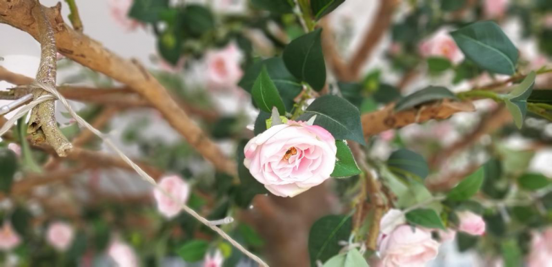 三星四攝像頭智能手機A9s:拍照效果名副其實