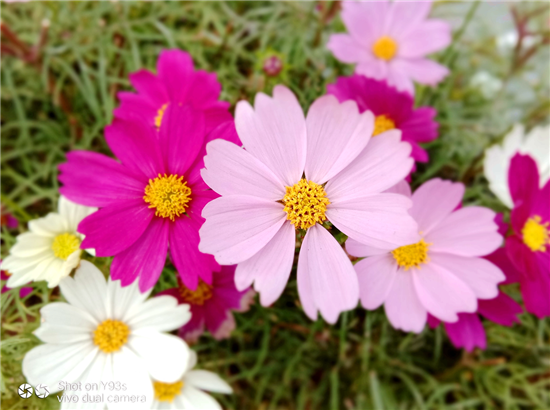 vivo Y93s拍照實測：AI加持，高顏值千元拍照利器