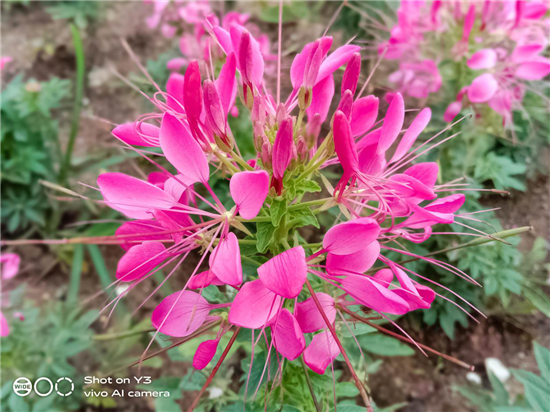 vivo Y3拍照實(shí)測(cè)：細(xì)節(jié)與質(zhì)感并存，見證三攝震撼視野