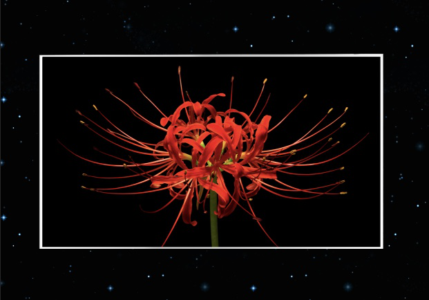 京東方、天馬、惠科、華佳彩、JDI等面板企業(yè)亮相DISPLAY CHINA 2019！多款黑科技展品搶先看！