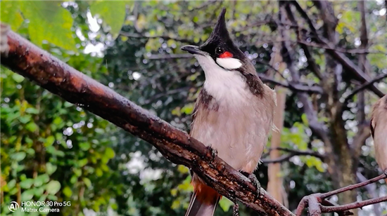 榮耀30系列打造系統(tǒng)級影像能力，聯(lián)合世界自然基金會用鏡頭守望地球生靈